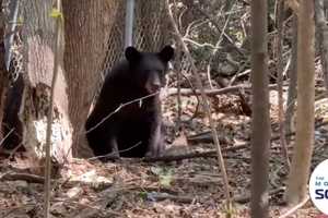 New Bear Sightings Reported In Areas Of Yorktown, Rockland County: Here's Where