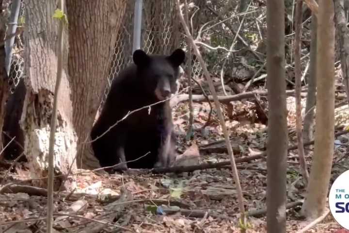 New Bear Sightings Reported In Areas Of Yorktown, Rockland County: Here's Where