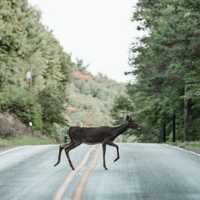 Motorcyclist Killed After Hitting Deer On Road In Northampton: Lehigh County Coroner