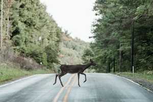 Motorcyclist Killed After Hitting Deer On Road In Northampton: Lehigh County Coroner