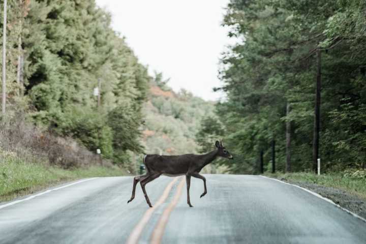 Motorcyclist Killed After Hitting Deer On Road In Northampton: Lehigh County Coroner