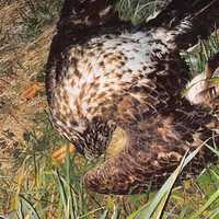 Virginia Hunter Gets 1 Day In Prison For Poisoning Bald Eagle, Beating Hawk: Feds