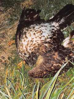 Virginia Hunter Gets 1 Day In Prison For Poisoning Bald Eagle, Beating Hawk: Feds