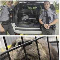 ‘Otterly Adorable’: Fisherman’s Call Leads To Otter Rescue By PA Troopers In Franklin County