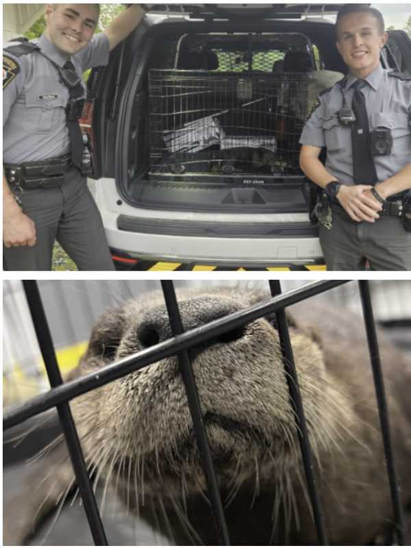 ‘Otterly Adorable’: Fisherman’s Call Leads To Otter Rescue By PA Troopers