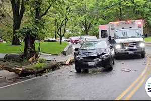 Tree Falls On Moving Car In Monsey