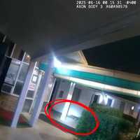 <p>The alligator in Fairfax County.</p>