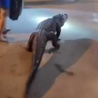 WATCH: Alligator Surprises Guests at Virginia Motel After Midnight