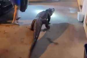 WATCH: Alligator Surprises Guests at Fairfax County Motel After Midnight