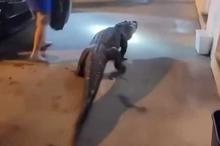WATCH: Alligator Surprises Guests at Fairfax County Motel After Midnight