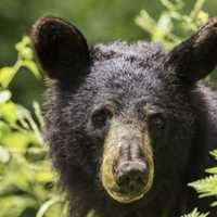 Black Bear Caught Snacking On Seeds Behind Pennsylvania Home: Police