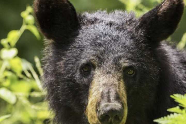 Black Bear Caught Snacking On Seeds Behind Pennsylvania Home: Police