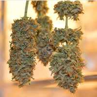 Marijuana Use Linked To Heart Attacks, Strokes In New Study