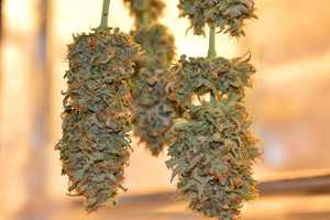 Marijuana Use Linked To Heart Attacks, Strokes In New Study