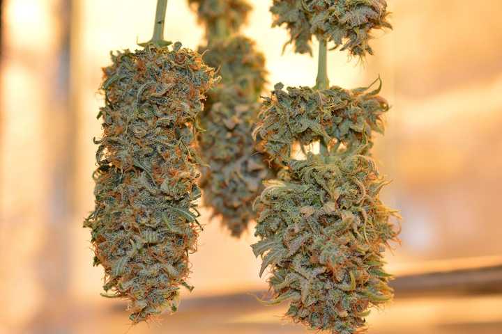 Marijuana Use Linked To Heart Attacks, Strokes In New Study