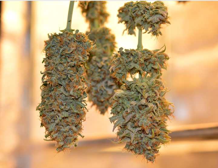 As marijuana legalization expands across the US and globally, researchers say there’s growing urgency to better understand its long-term effects on heart and vascular systems.