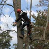 Tree Trimmer Crushed After 30-Foot Fall On Long Island Job, Police Say