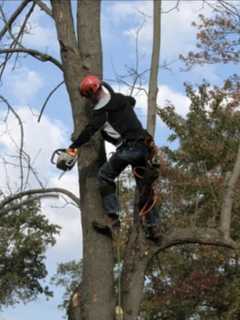 Tree Trimmer Crushed After 30-Foot Fall On Long Island Job, Police Say