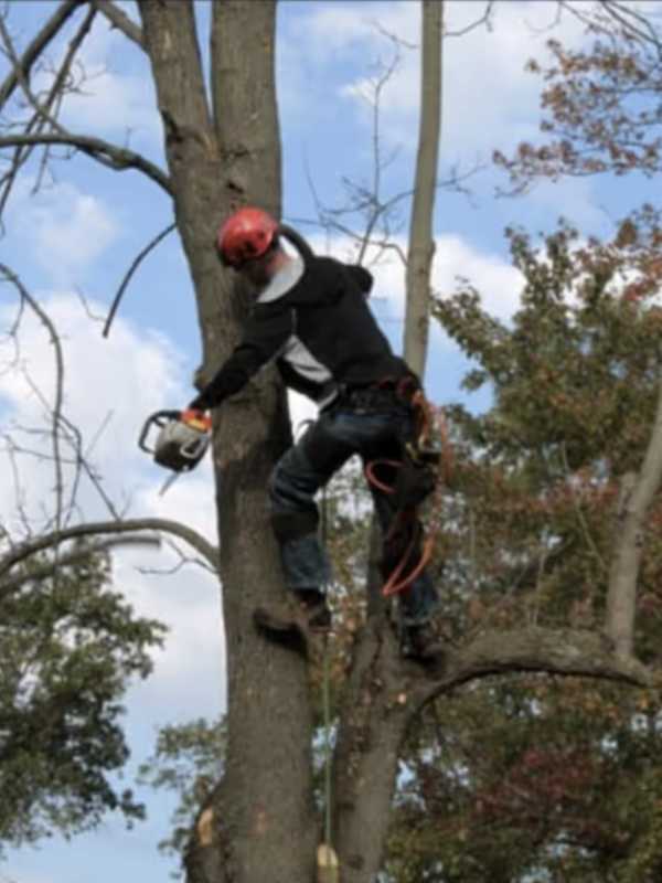 Tree Trimmer Crushed After 30-Foot Fall On Long Island Job, Police Say