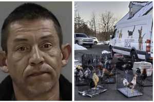 50 Injured Birds In Cockfighting Ring, Cocaine Bust Lands Man Years In Prison: Bucks County DA