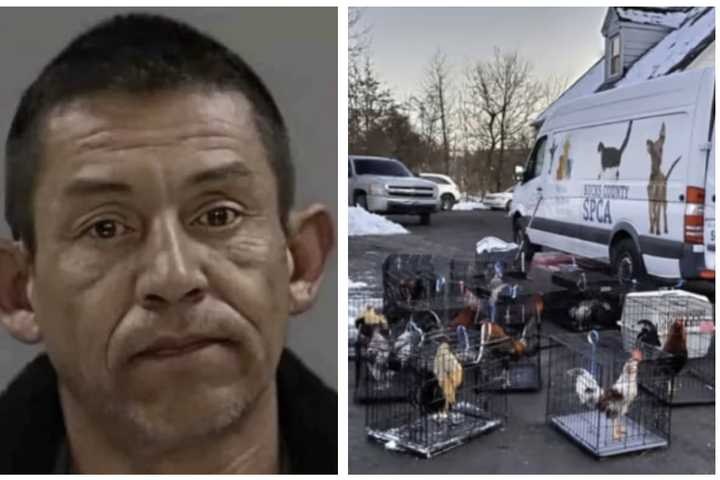 50 Injured Birds In Cockfighting Ring, Cocaine Bust Lands Man Years In Prison: Bucks County DA