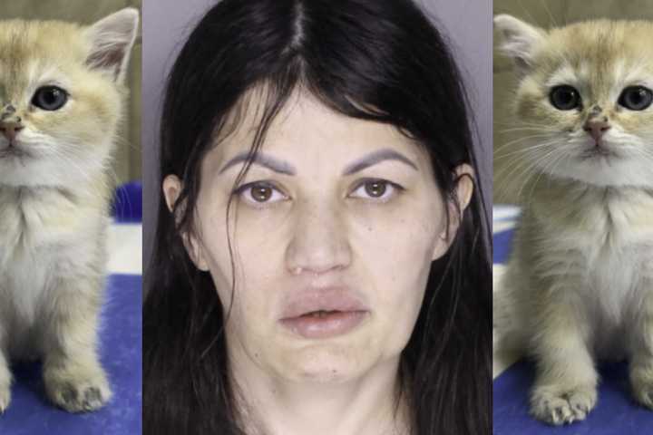 VIDEO: 'Cat-Astrophe' Avoided After Woman Allegedly Steals Kitten From PA Pet Store