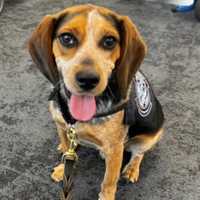 Man Kicks US Customs Beagle Who Sniffed Out 100+ Lbs Of Banned Food — Then Gets Deported: Feds