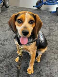 Man Kicked Beagle Into The Air At Dulles — Then Got Kicked Out Of The Country: CBP