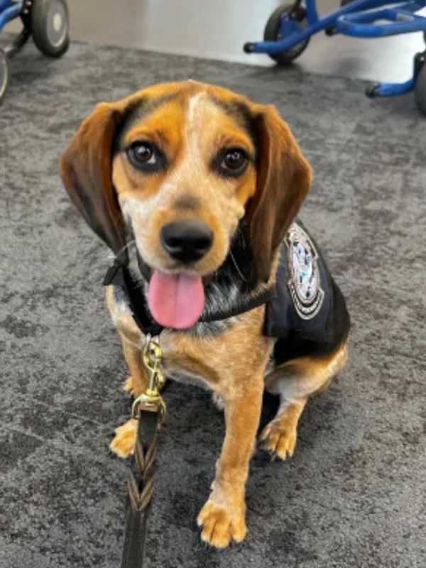 Man Kicked Beagle Into The Air At Dulles — Then Got Kicked Out Of The Country: CBP