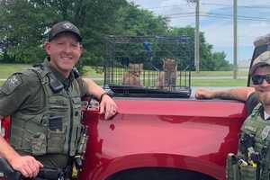 Bobcat Carpool: Fuzzy Fare Evaders Hitched Ride Hiding In CT Truck Engine