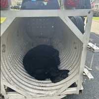 Bear Peacefully Captured After Roaming Pennsylvania Neighborhood, Police Say