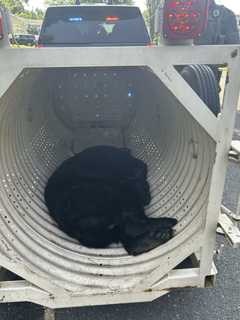 Bear Peacefully Captured After Roaming Warminster Neighborhood, Police Say