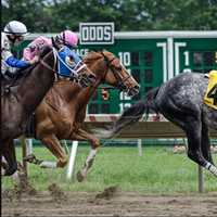 Escaped Racehorse Seen Galloping Down Route 36 (VIDEO)