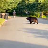 WATCH: Bear Walks Near Woman Pushing Stroller On Quiet Rockland Street
