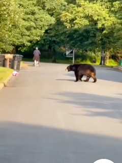 WATCH: Bear Walks Near Woman Pushing Stroller On Quiet NY Street