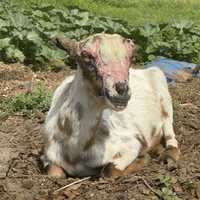 PA Farm Sanctuary Owners Charged With Animal Torture, Neglect After Devastating Fire