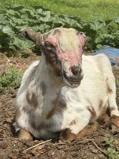 Lansdale Farm Sanctuary Owners Charged With Animal Torture, Neglect After Devastating Fire