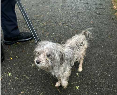 Abandoned Dog Found Tied To Tree - Screenshot 2025 07 28 140547 map of beaches in nj
