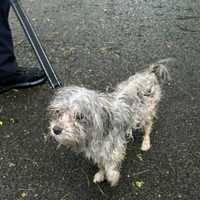 Abandoned Dog Found Tied To Tree: Montgomery Police