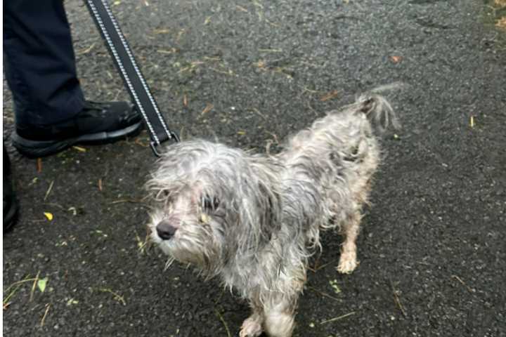 Abandoned Dog Found Tied To Tree: Montgomery Police
