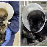 Puppies Dumped In Maggot-Infested Condition Lead To PSPCA Raid In Philadelphia