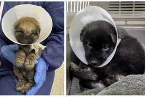 Puppies Dumped In Maggot-Infested Condition Lead To PSPCA Raid In Philadelphia