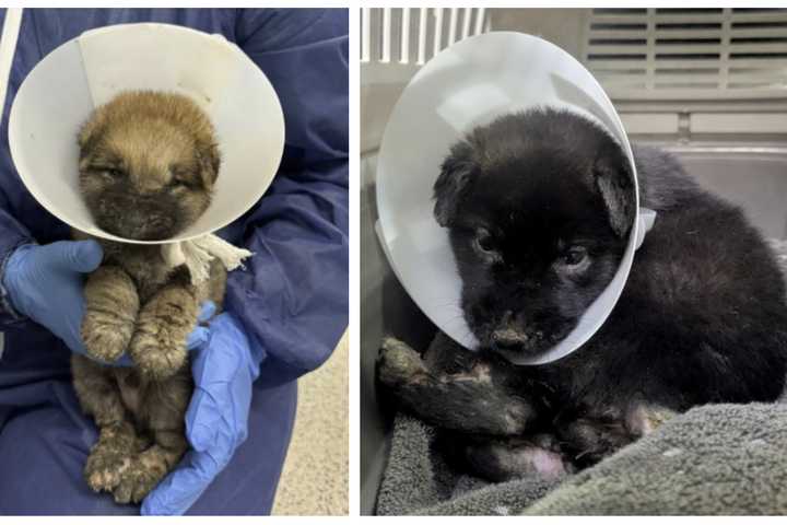 Puppies Dumped In Maggot-Infested Condition Lead To PSPCA Raid In Philadelphia