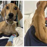 Emaciated Dog Found On Long Island Dies During Surgery: Police Seeks Info