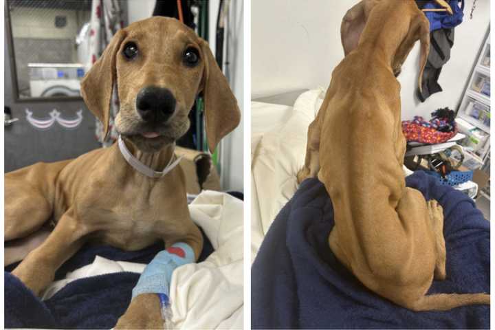 Emaciated Dog Found In Mastic Dies During Surgery: Suffolk DA Squad Seeks Info