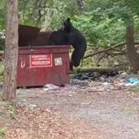 VIDEO: Bear Caught Digging Through Dumpster On Street In Monsey