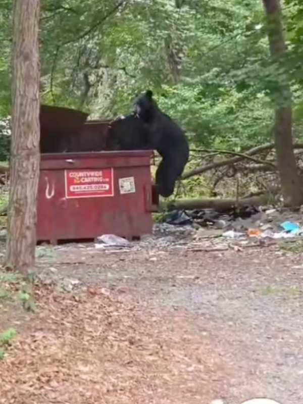 VIDEO: Bear Caught Digging Through Dumpster On Rockland County Street