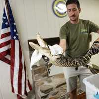 Small Alligator Captured From Pennsylvania Lake By Florida Wildlife Expert