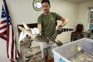 Small Alligator Captured From Lake In Bucks County By Florida Wildlife Expert