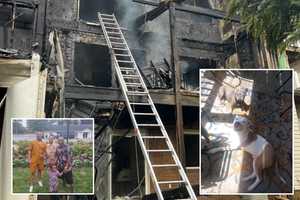 Beloved Dogs Barely Survive Lightning-Sparked Blaze That Gutted Pikesville Home